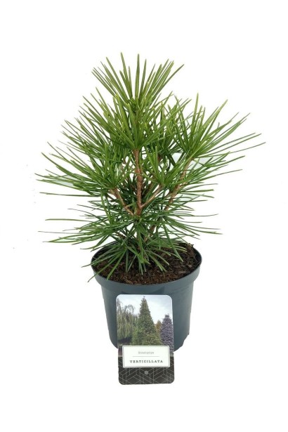 Сціадопітіс мутовчастий Sciadopitys verticillata Контейнер 3 л ↕ Висота: 25–30 см  Діаметр крони: 15–20 см Вік: 5 років